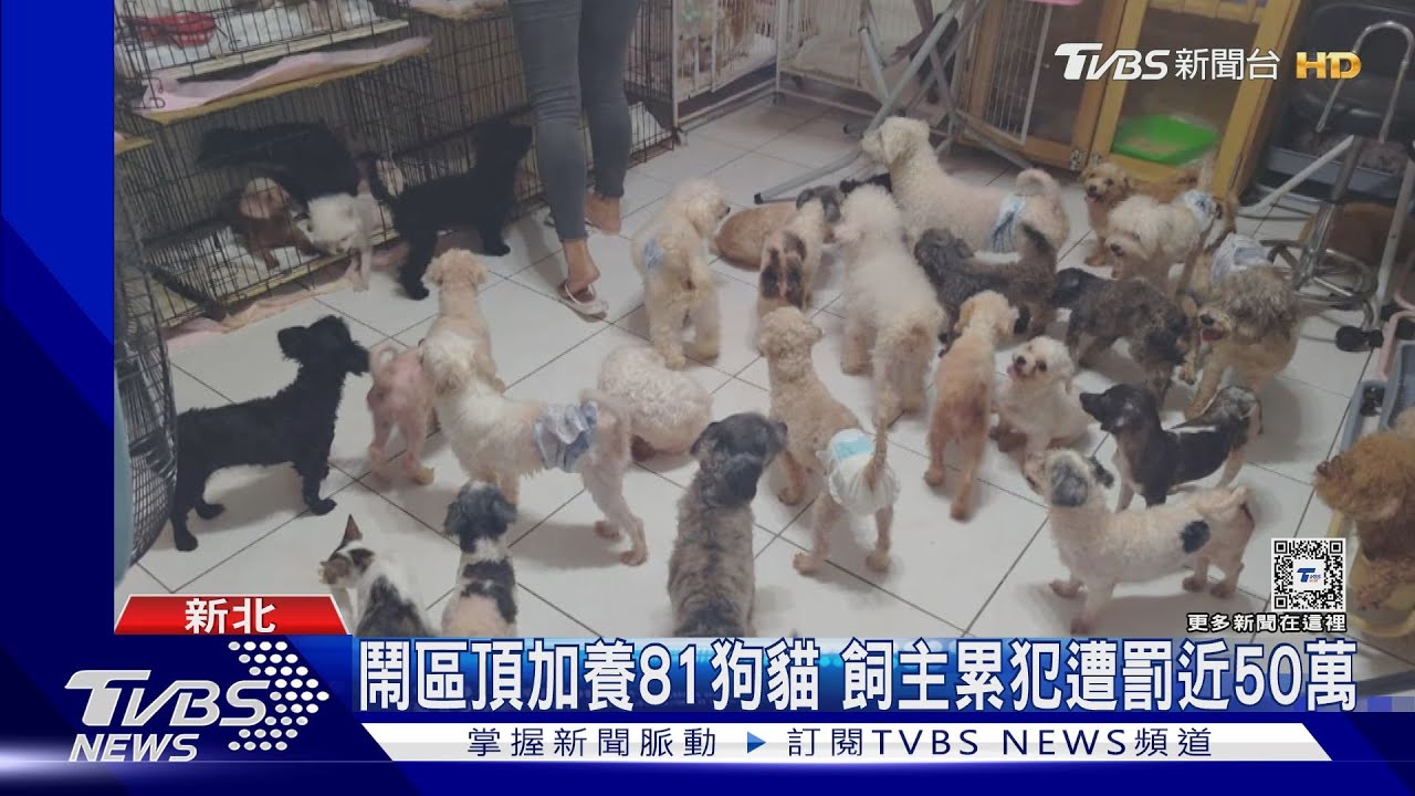 鬧區頂加養81狗貓 飼主累犯遭罰近50萬