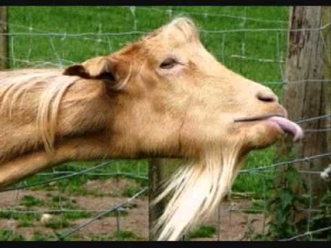 Cyprus Farsa - Kyrios Katsikidis (mpeeeee)