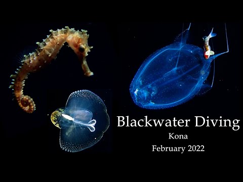 Untethered Blackwater Diving in Kona, Hawaii - 2022