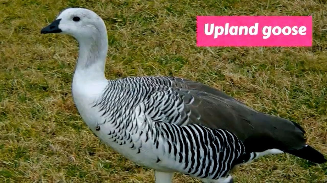 Upland goose or Magellan goose (Chloephaga picta)