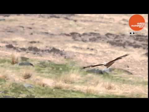 Red Kite Hunting Over Ilkley / Burley Moor