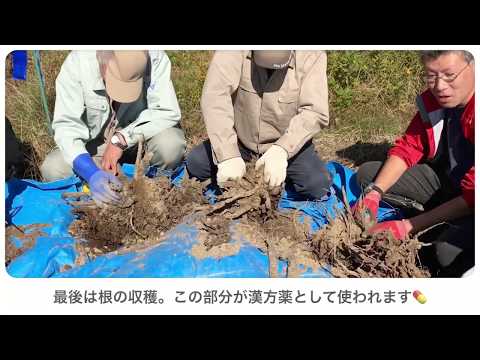 公開講座「石川県の薬草資源を学ぶ２～『シャクヤク』について～」を開講