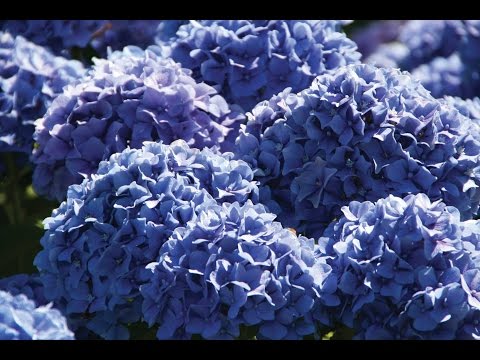 Цветы по оттенкам радуги. Растения синего и голубого цвета
