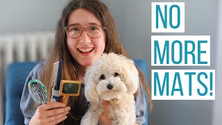 HOW WE KEEP OUR MALTIPOO'S HAIR MAT-FREE | The Best Way to Prevent & Take Out Your Dog's Mats