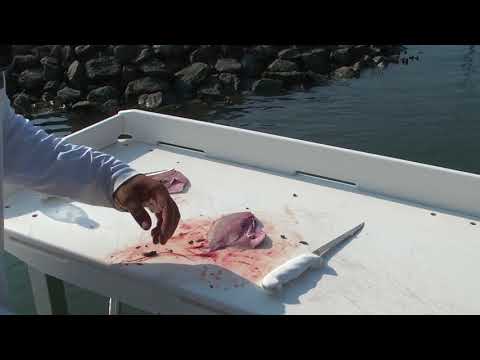How to Fillet Spadefish - Dexter Outdoors