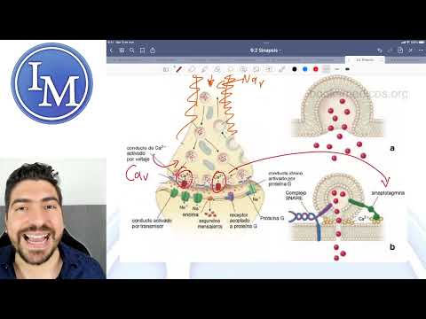 Physiology Class 9.2 | Electrical Synapses and Chemical Synapses