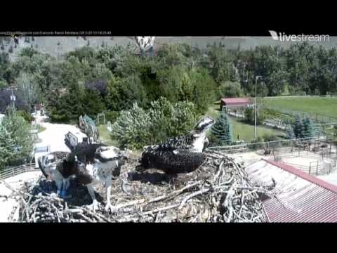 Video 2013 07 19 153407 Dunrovin Osprey Percy flew at the nest