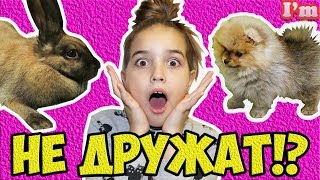 КРОЛИК и ШПИЦ Как вырос мой кролик, с кем играет кролик, что любит кушать кролик