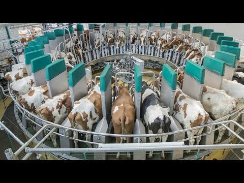 Amazing Modern Automatic Cow Farming Technology - Fastest Feeding, Cleaning and Milking Machines