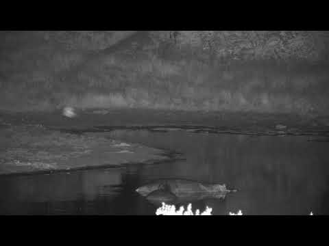Djuma: Two Hippos soaking as night sounds go on - 03:40 - 04/16/19