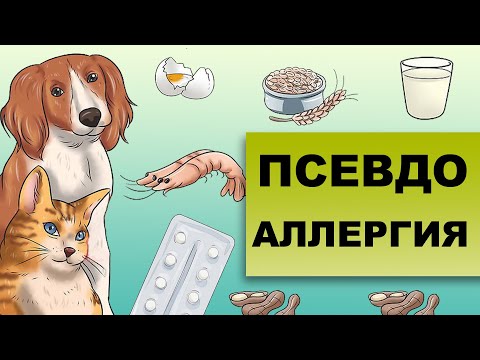 ПСЕВДОАЛЛЕРГИЯ. Как отличить от аллергии?