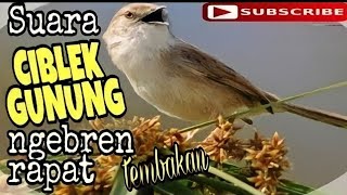 Download lagu Suara ciblek Gunung ngebren tembakan rapat durasi ... mp3