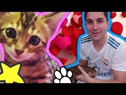 I lyambliya vivono solo in serbatoi freschi Vermi vomitanti a gatti