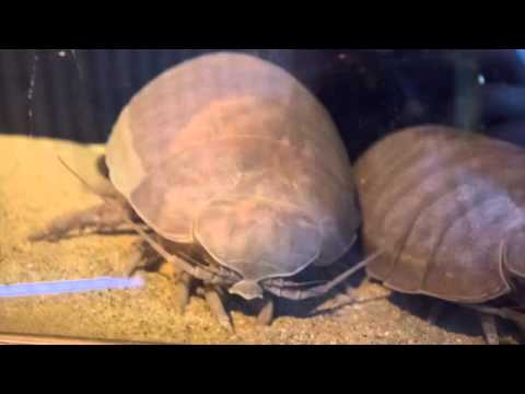 The Nervous Giant Isopod