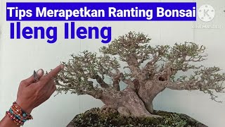 Download lagu Tips for Creating Dense Foliage and Shaping Ileng-Ileng Bonsai mp3