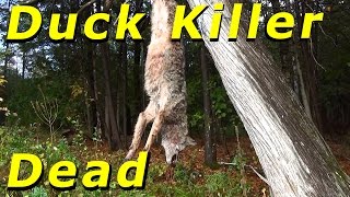 Wile E Coyote Duck Killer Hanging In The Tree #65 Raising Free Range Ducks