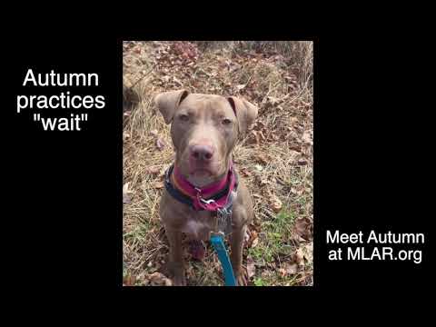 Autumn video