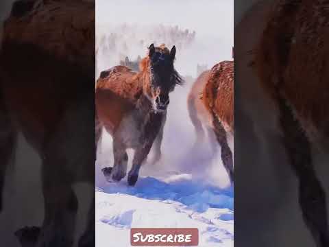 beautiful snow horses #shorts