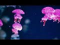 Aquarium 4K VIDEO (ULTRA HD) - Beautiful Coral Reef Fish - Sleep Relaxing Meditation Music