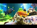 Aquarium 4K VIDEO (ULTRA HD) - Beautiful Coral Reef Fish - Sleep Relaxing Meditation Music