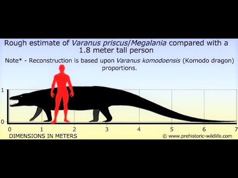 Megalania, the monster lizard that once roamed the deserts of Australia