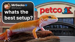 Download lagu The Best Leopard Gecko Setup! mp3