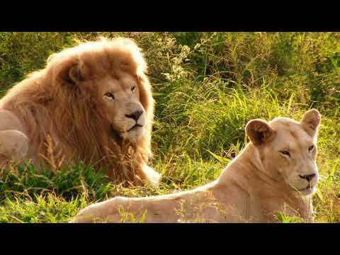 Ecological Regeneration Through the Protection of the White Lions