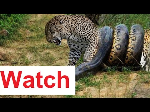 'Leopards moves inspired by Bruce lee' : Leopard and python in death match, watch video