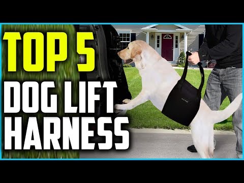 ✅ Top 5 Best Dog Lift Harness of 2024