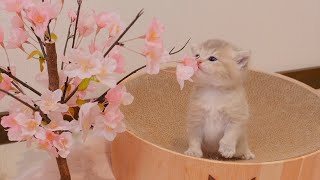The kitten trying hard to feel the spring while viewing the cherry blossoms was so cute...