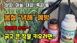 양파.마늘.대파.쪽파등 봄철 냉해예방, 이것만 뿌려줘도 다수확 가능 성장촉진제 영양제 추천