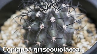 [品種紹介] 多肉植物 サボテン copiapoa griseoviolacea [コピアポア グリセオビオラセア 栗星玉]