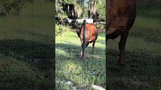 Sofie showing her attitude and more ! #cow #farming #farmlife #shorts