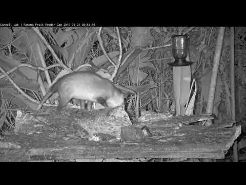 Panama Fruit Feeder Cam at Canopy Lodge 03-21-2019 10:45:05 - 11:45:05