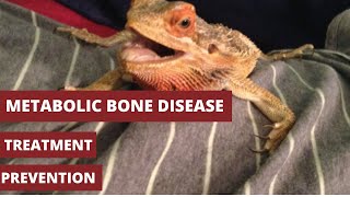 Metabolic Bone Disease in Bearded Dragons | Everything You Need To Know