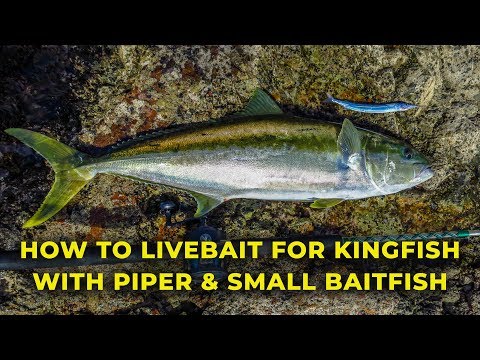 HOW TO CATCH KINGFISH  WITH PIPER, JACK MACKEREL & OTHER SMALL LIVE BAITS