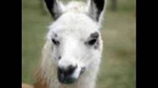 Winamp whips llama