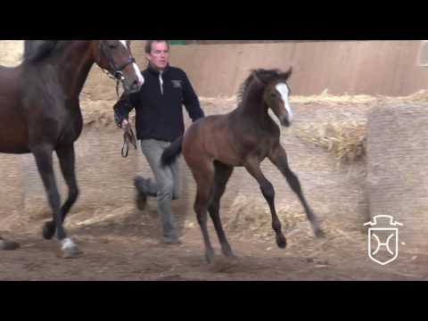 SL136 Hengstfohlen von Clarimo - Carvallo - Lord