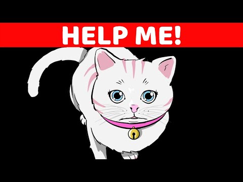 10 Ways Your Cat Is Asking For Help
