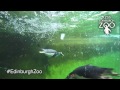 Underwater Penguin Feeding At Penguins Rock RZSS Edinburgh Zoo