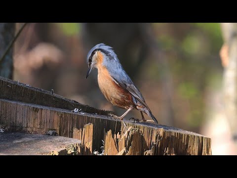 Handwerker des Waldes | der Kleiber & seine Werkbank | mystic holes in tree stumps