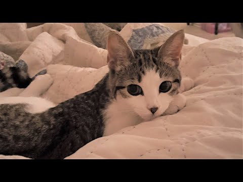 Kitten Archie - 6 months old update 🤗