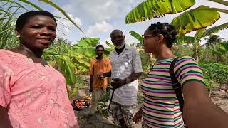 This is how I make money farming Sugar  Cane in Ghana 🇬🇭