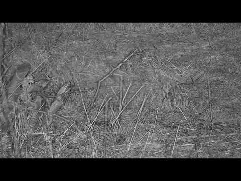 Djuma: Frog, Spider and then Snake oh my!! - 20:22 - 10/01/21