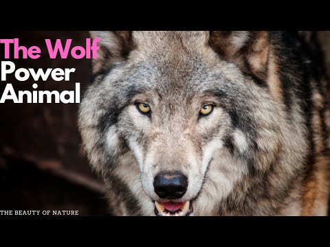 "The Wisdom and Strength of The Wolf Power Animal"