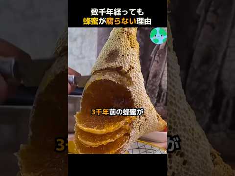 算数アーティストとしてのミツバチ