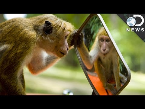 Which Animals Recognize Themselves In Mirrors? - YouTube