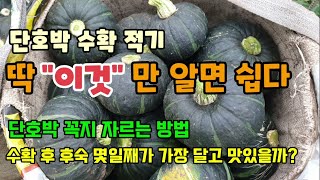 단호박수확시기 딱 "이것"만 알면 쉽다 단호박꼭지자르는방법과 이유 단호박 수확 후 후숙 몇일째가 가장 맛있을…