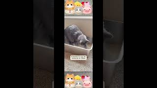 Download lagu Upgrade Your Cat's Routine with a Durable & Odor-Free Stainless Steel Litter Box mp3