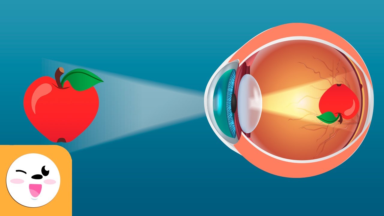 Como funciona a visão - O Olho - Os sentidos para crianças